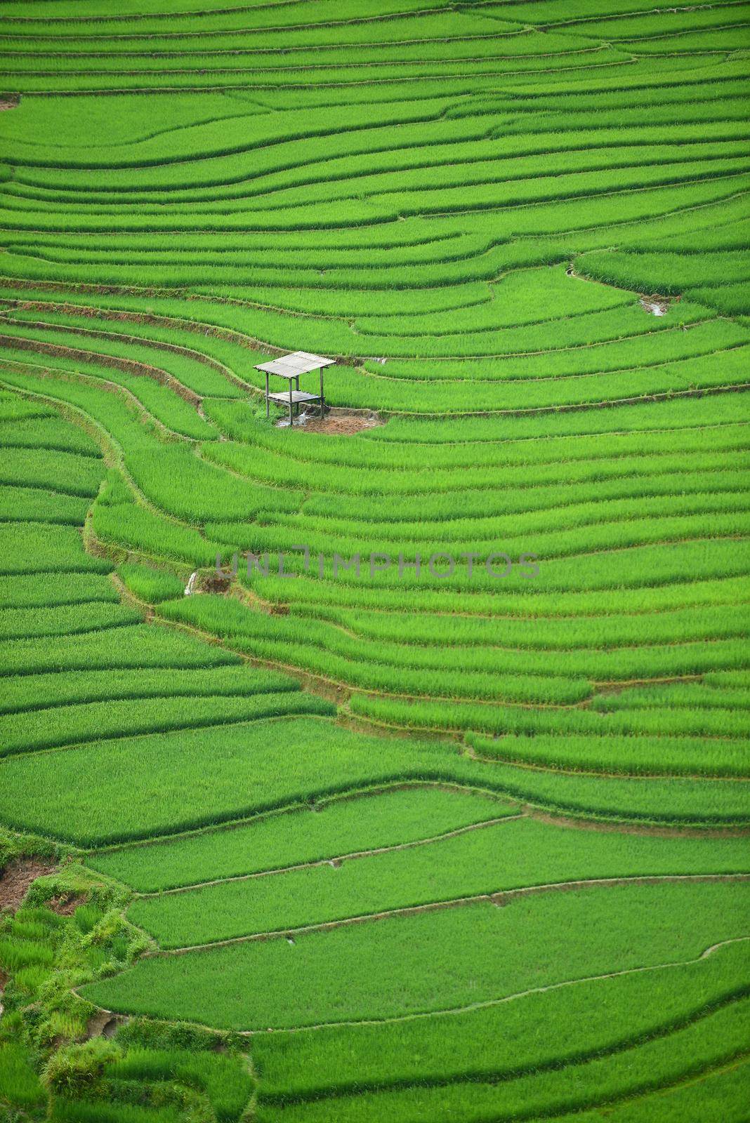 rice terrace from tule, vietnam