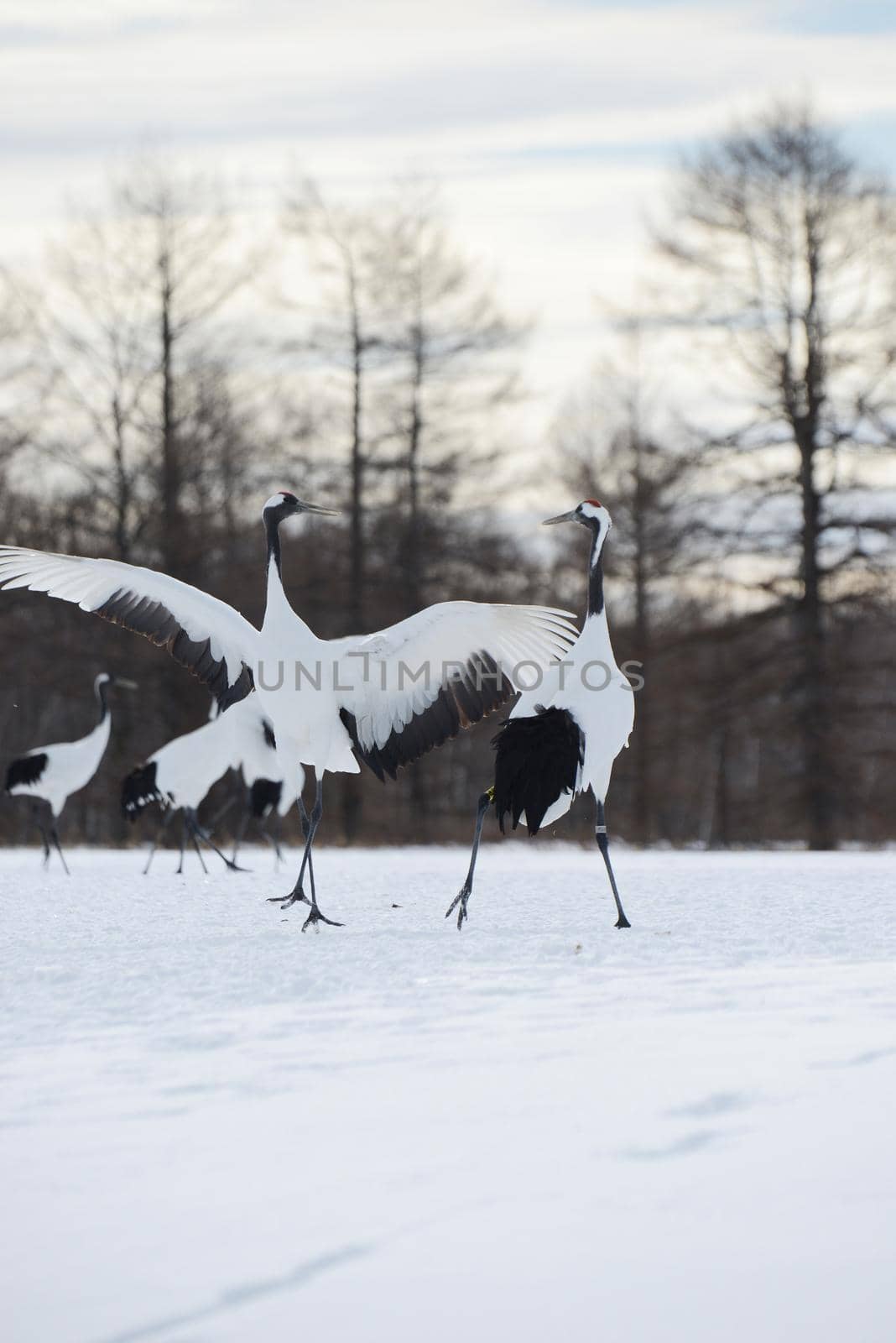 Japanese crane in Hokkaido