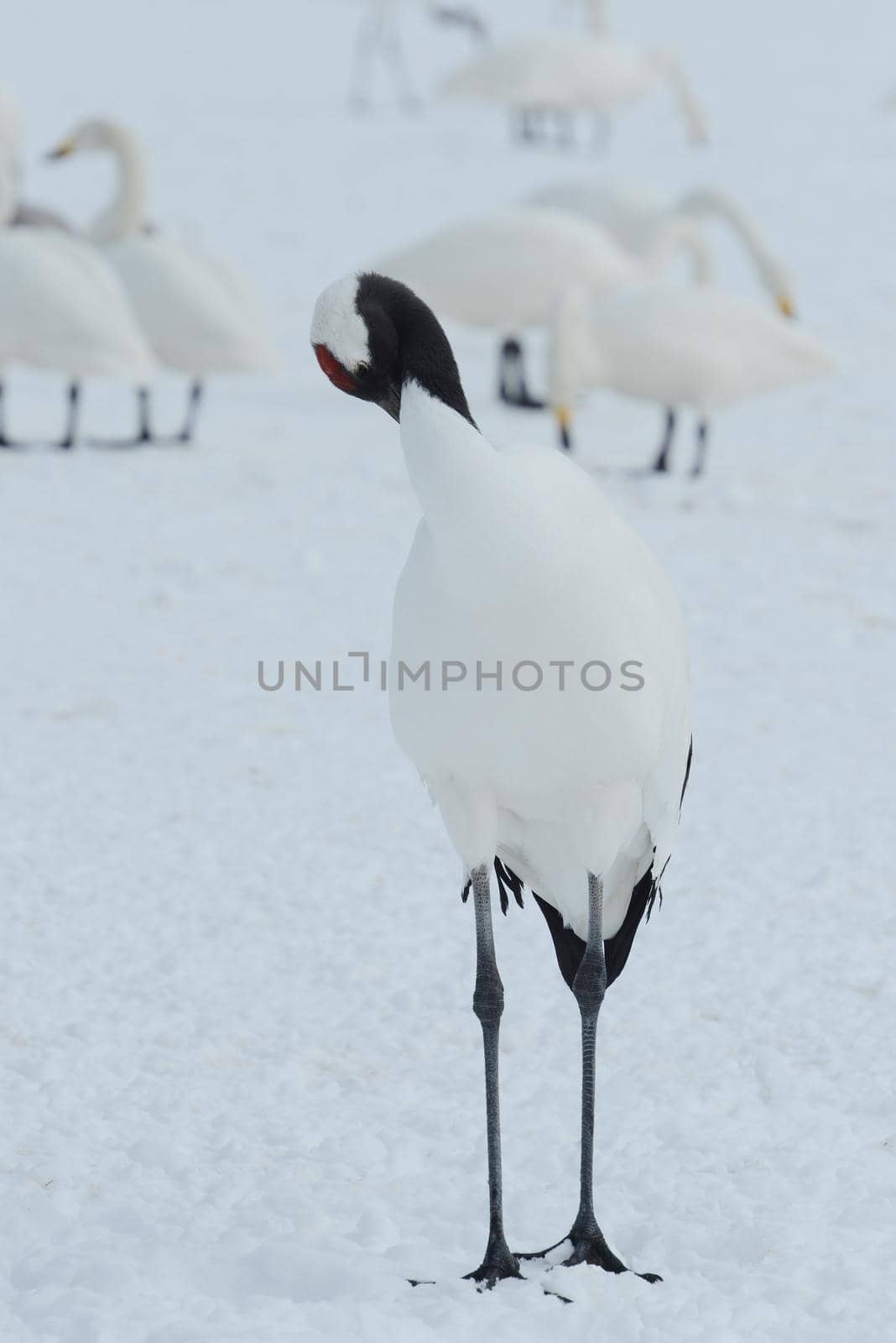 Japanese crane in Hokkaido