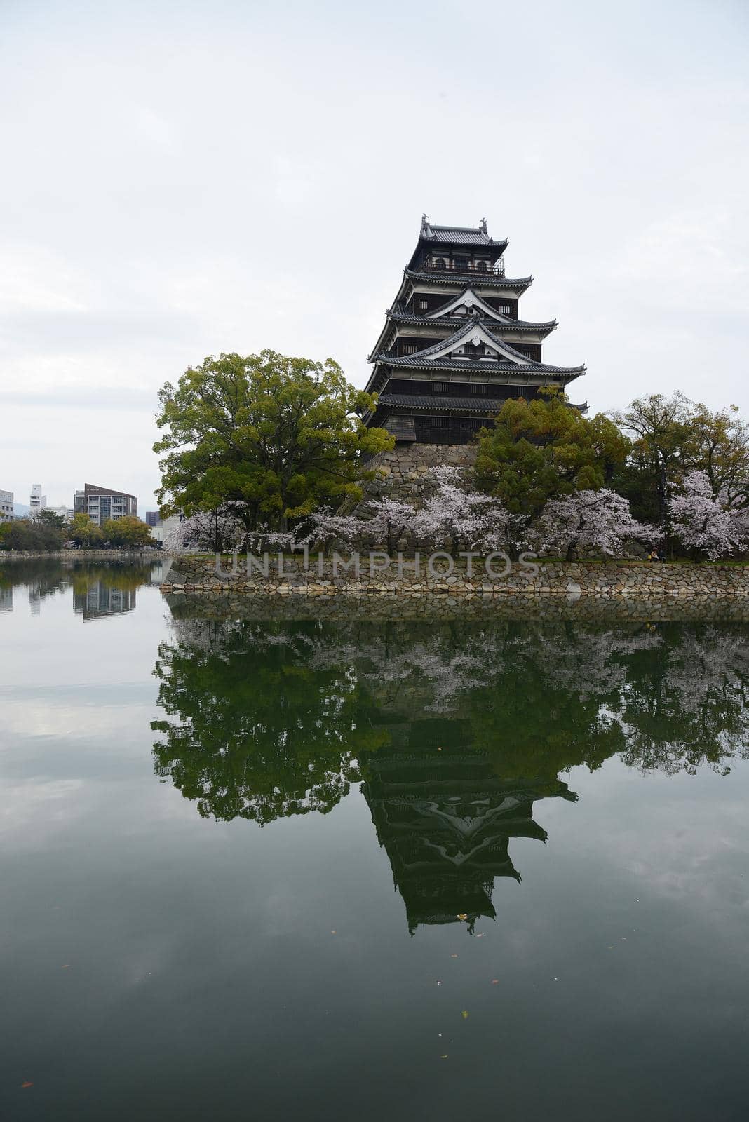 hiroshima sakura by porbital