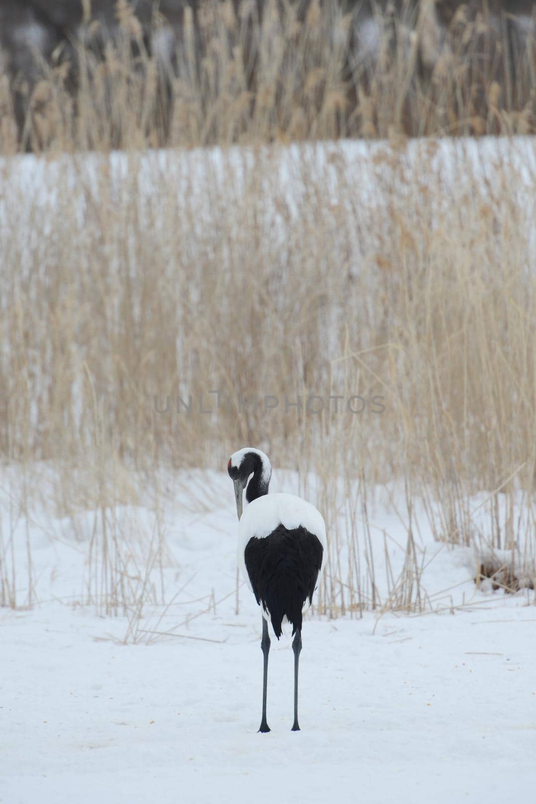 Japanese crane in Hokkaido