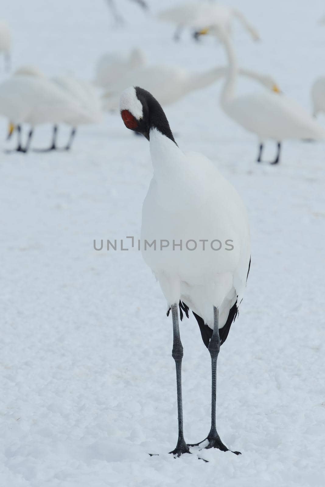 Japanese crane in Hokkaido