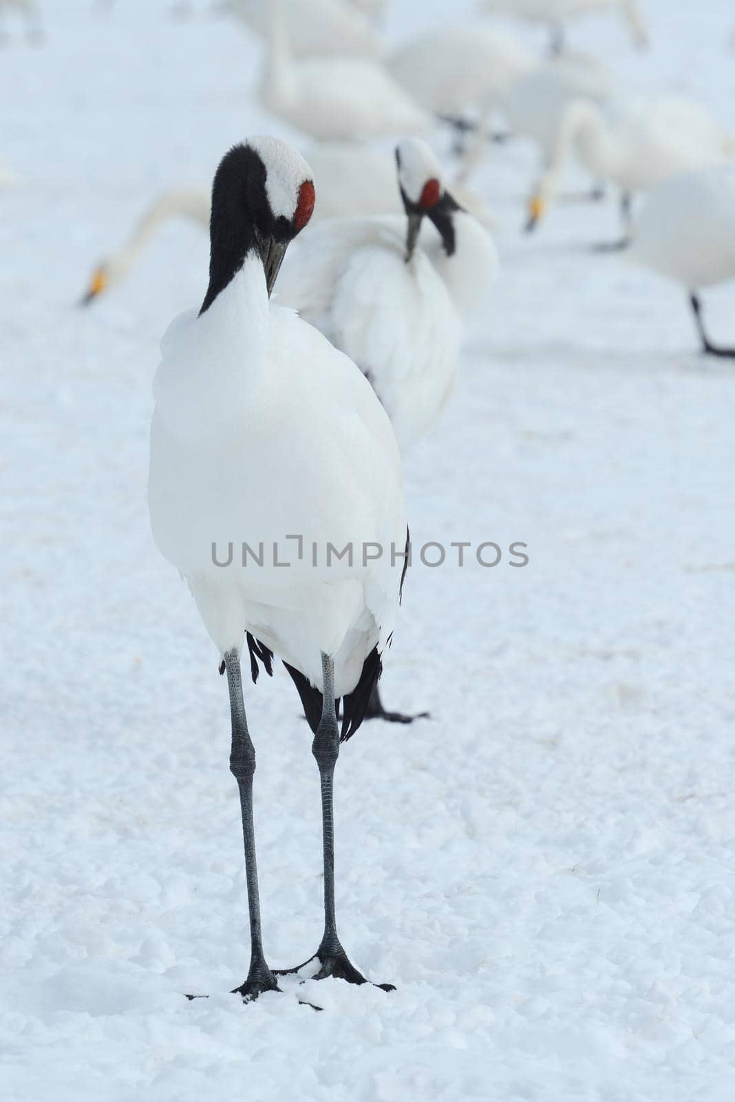 Japanese crane in Hokkaido