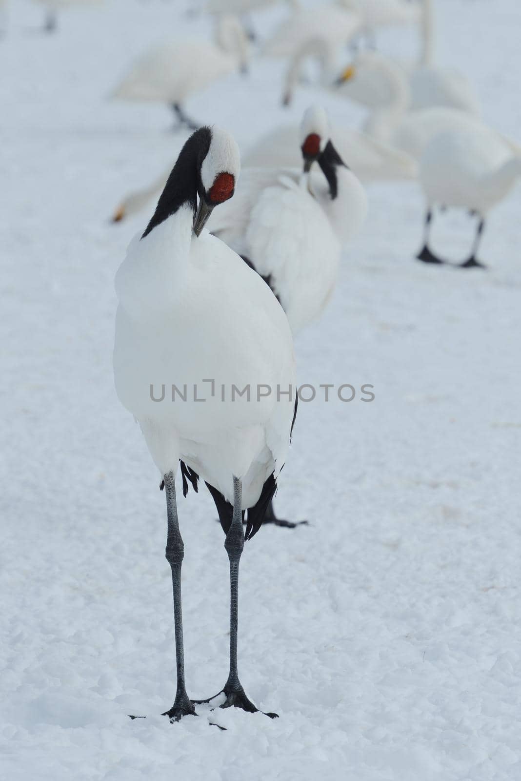 Japanese crane by porbital