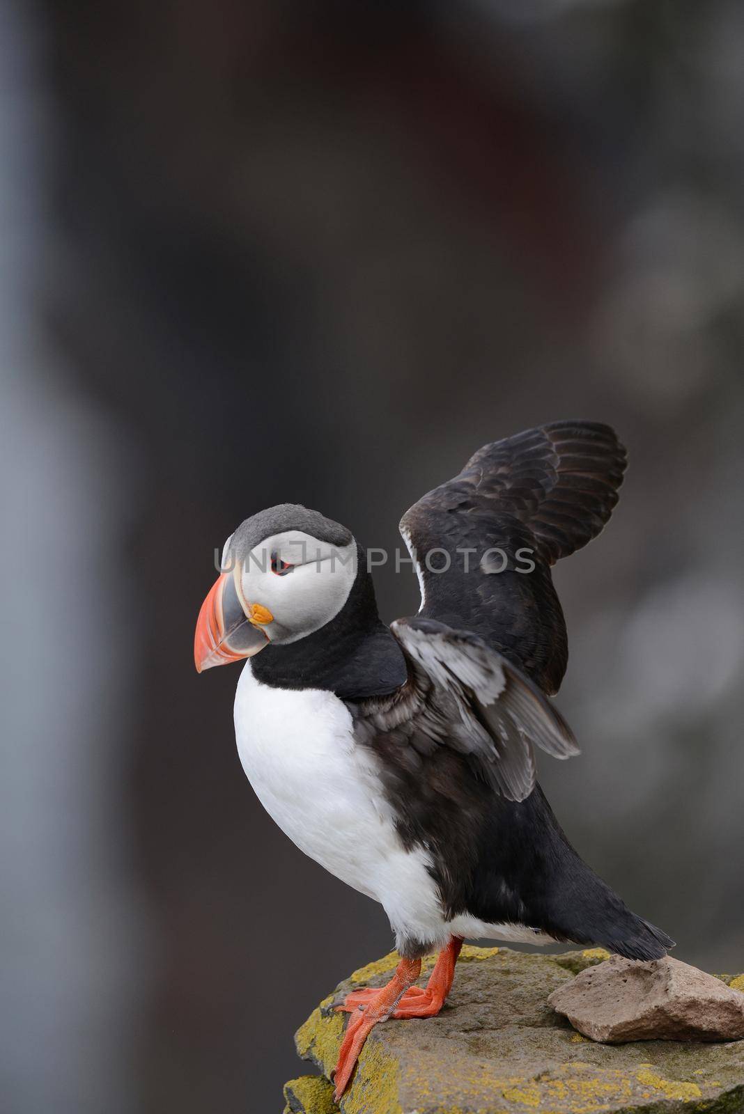 Puffin from westfjord in Iceland