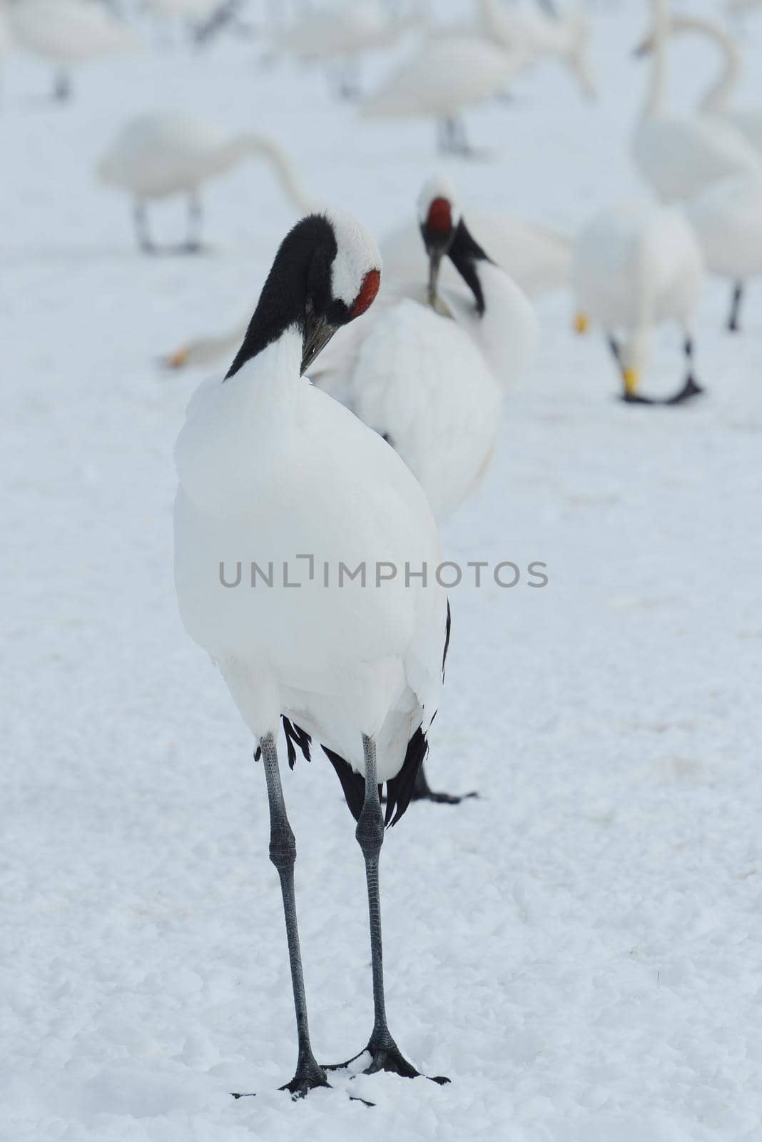 Japanese crane in Hokkaido