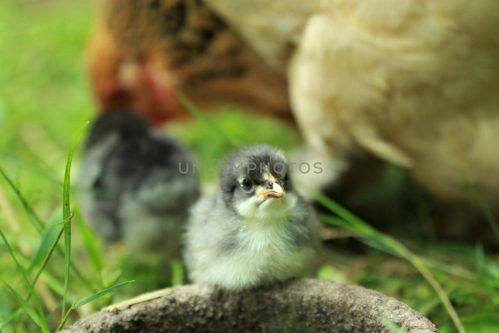 A little young chicken chick in the grass in front of a potions by Luise123