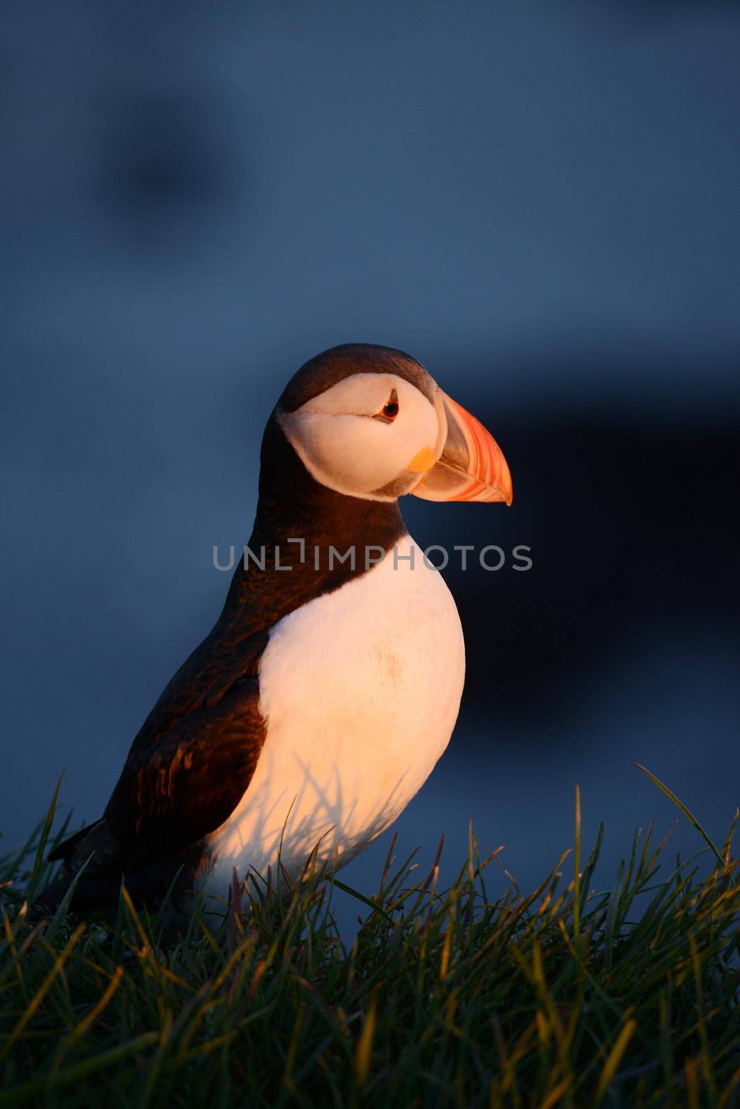 Puffin from westfjord in Iceland