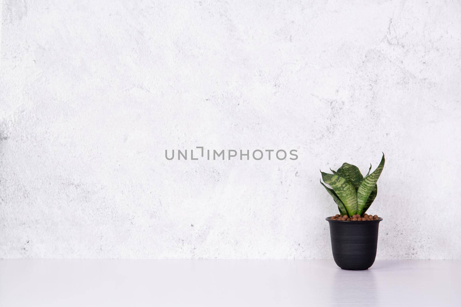 Mini plant succulent on wooden white desk, little plant and leaf in potted on table with cement texture background, copy space, nobody, tree in pot for decoration in home, spring and summer.