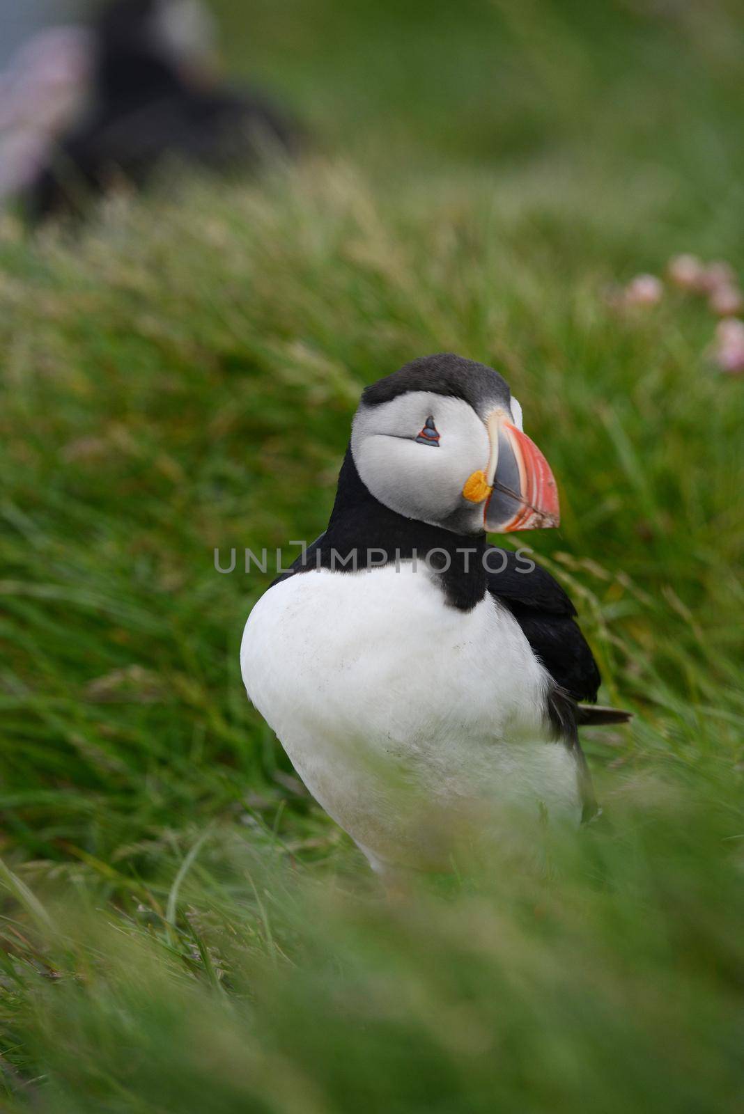 Puffin from Iceland by porbital