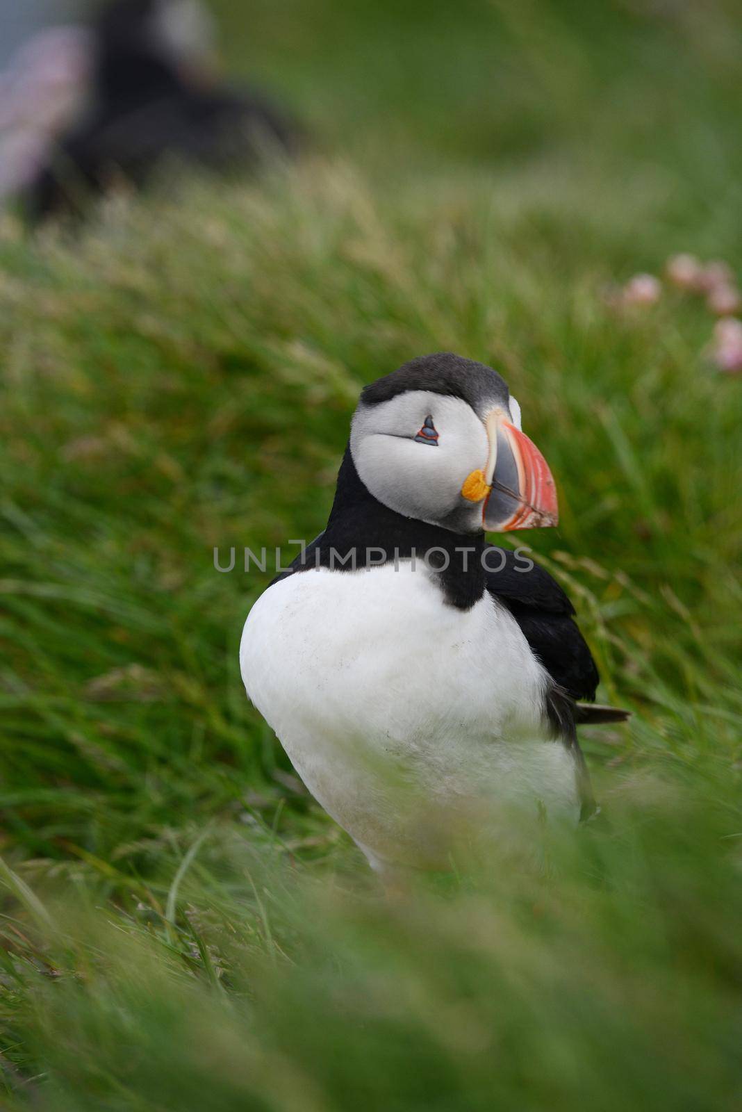 Puffin from westfjord in Iceland