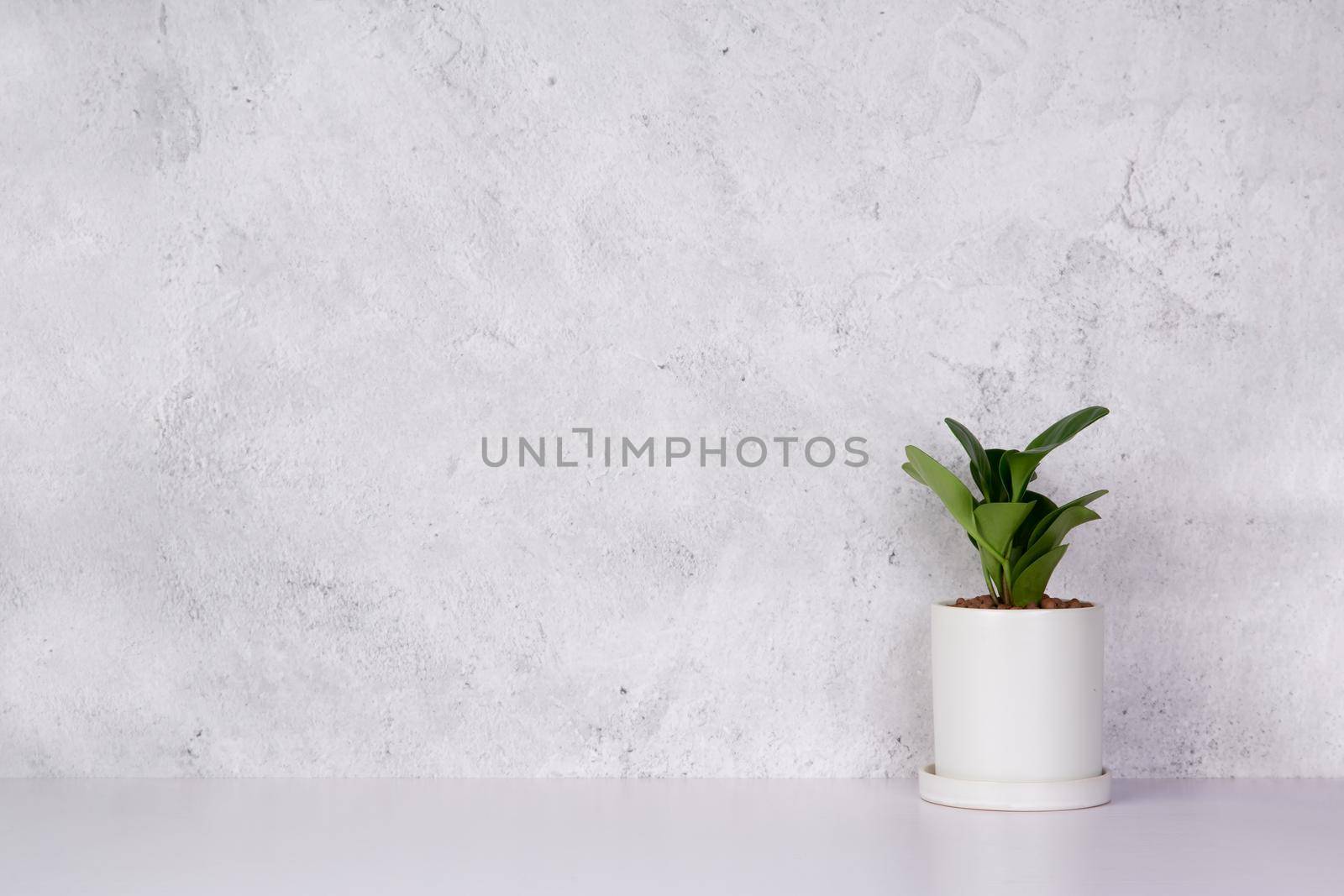 Mini plant succulent on wooden white desk, little plant and leaf in potted on table with cement texture background, copy space, nobody, tree in pot for decoration in home, spring and summer.