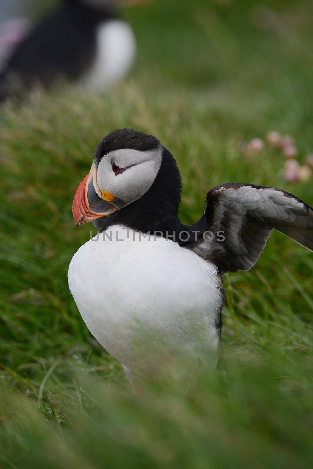 Puffin from westfjord in Iceland