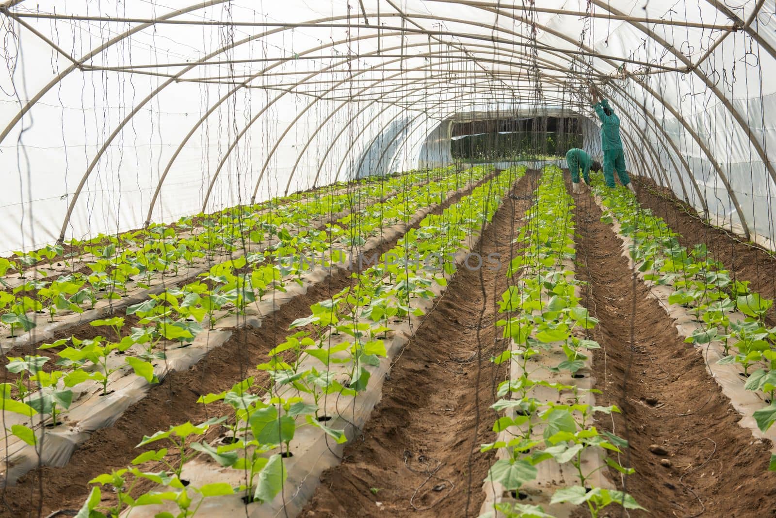Rows of tomato plants growing indoors in a polythene greenhouse tunnel agriculture farming