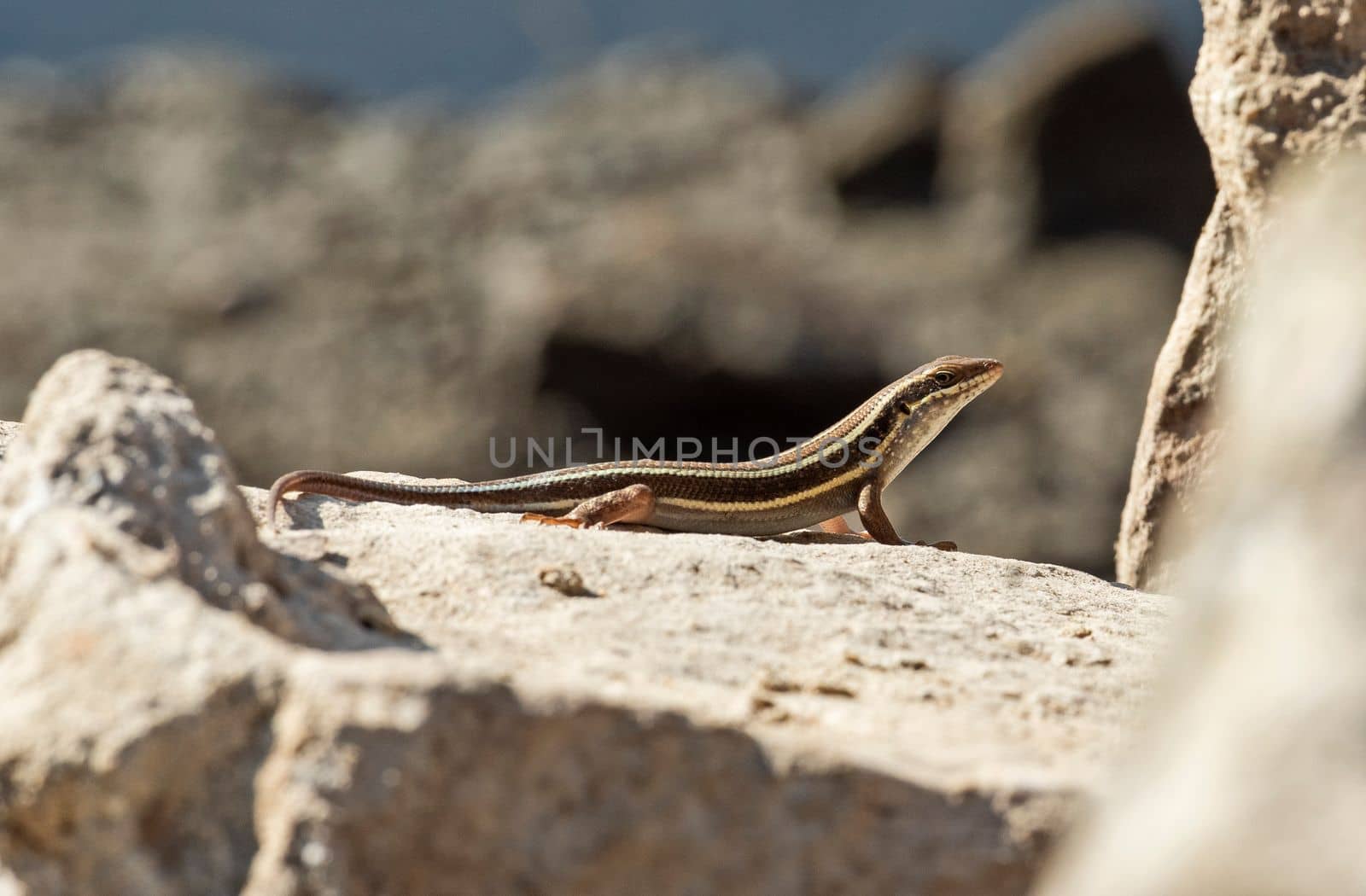 Blue-tailed skink lizard on a rock in garden by paulvinten