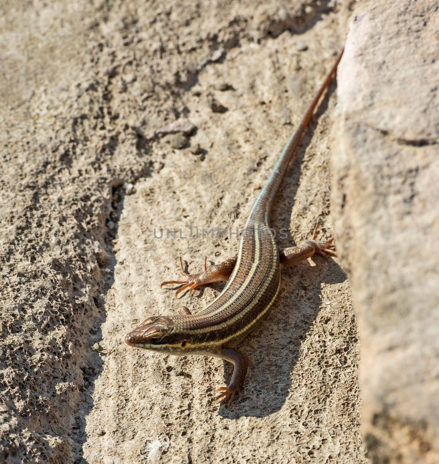 Blue-tailed skink lizard stood on a stone rock in rural countryside garden sunbathing