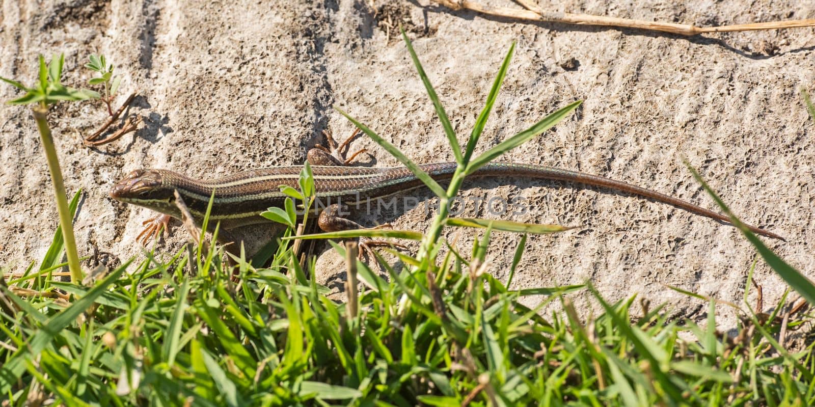 Blue-tailed skink lizard on a rock in garden by paulvinten
