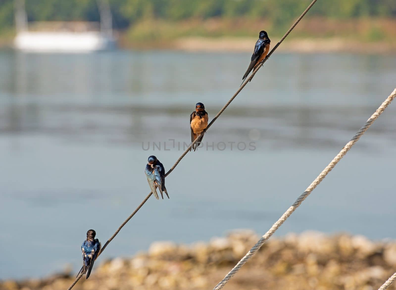Red-breasted swallows perched on a rope of boat by paulvinten
