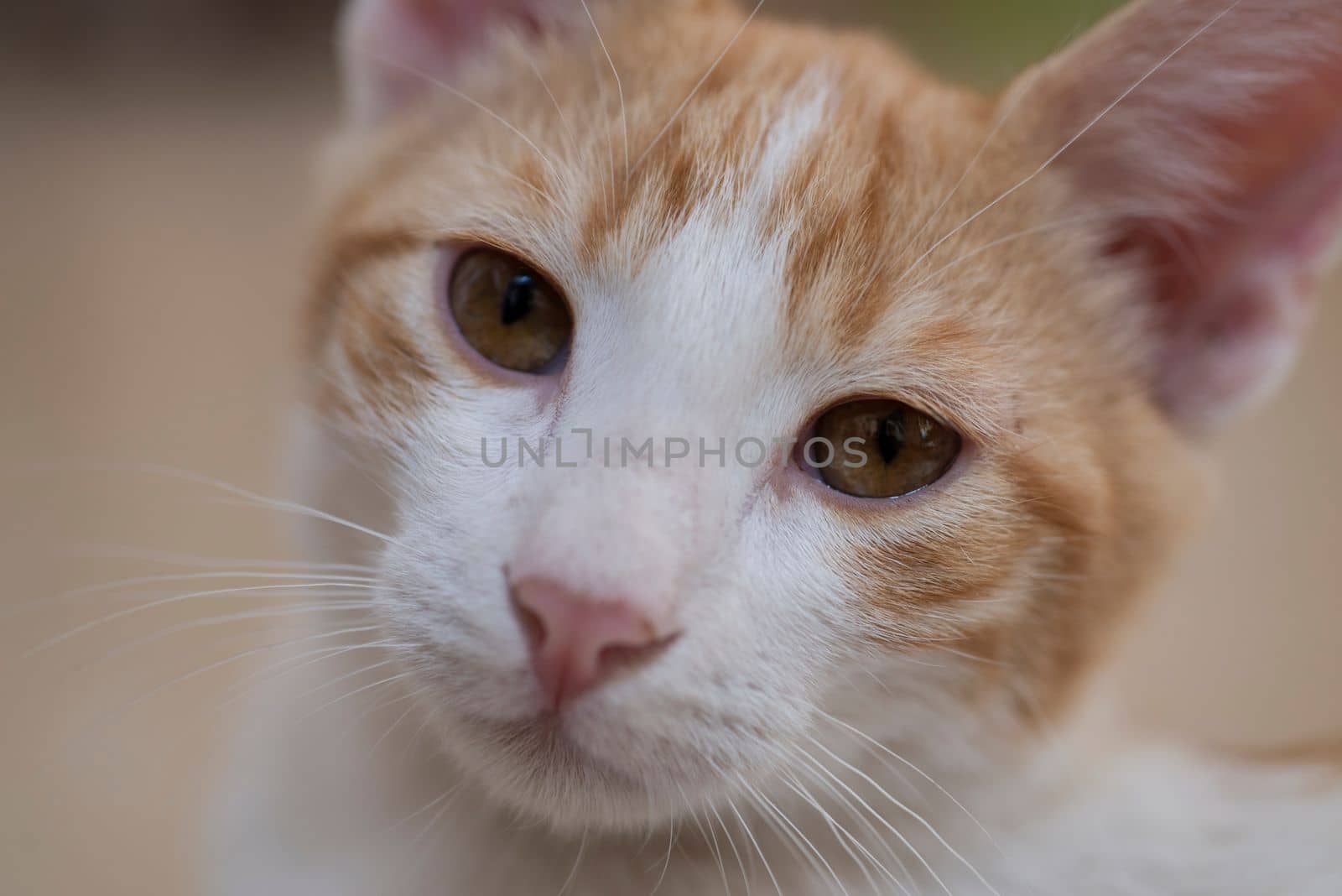 Closeup detail of cute domestic tabby house cat felis catus face with whiskers