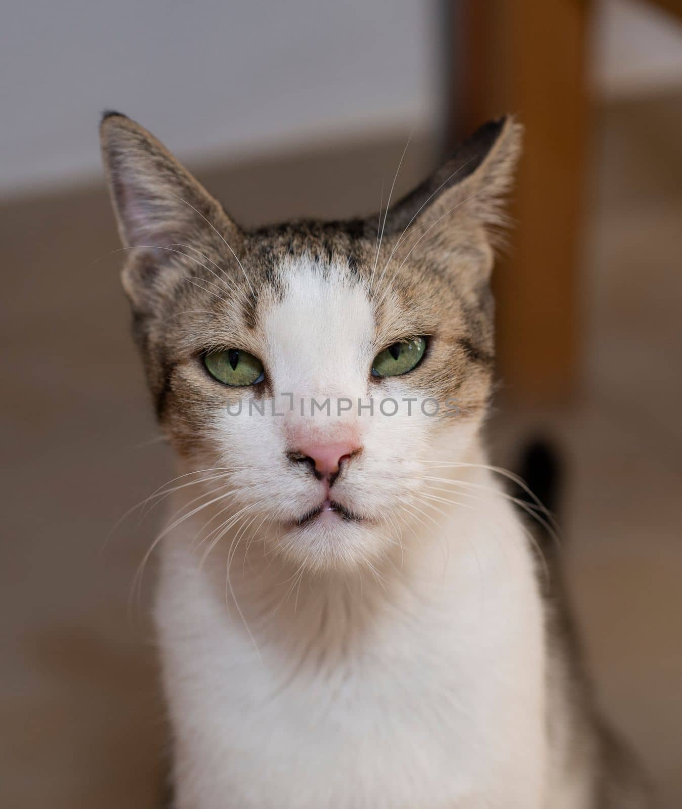 Closeup of cute domestic tabby house cat felis catus with humorous stern expression on face