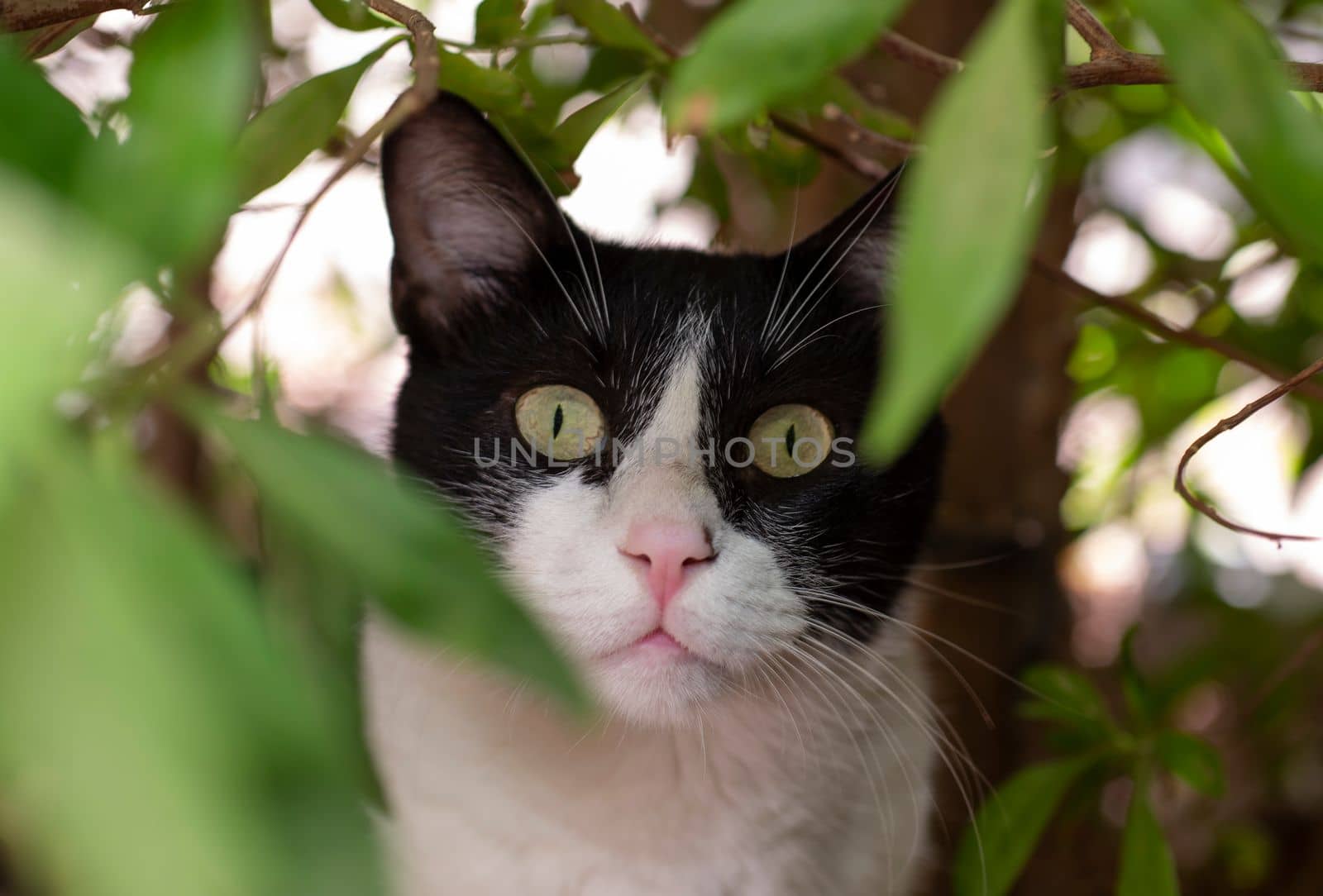 Closeup of cute domestic black and white house cat felis catus hiding in green bush of garden outdoors