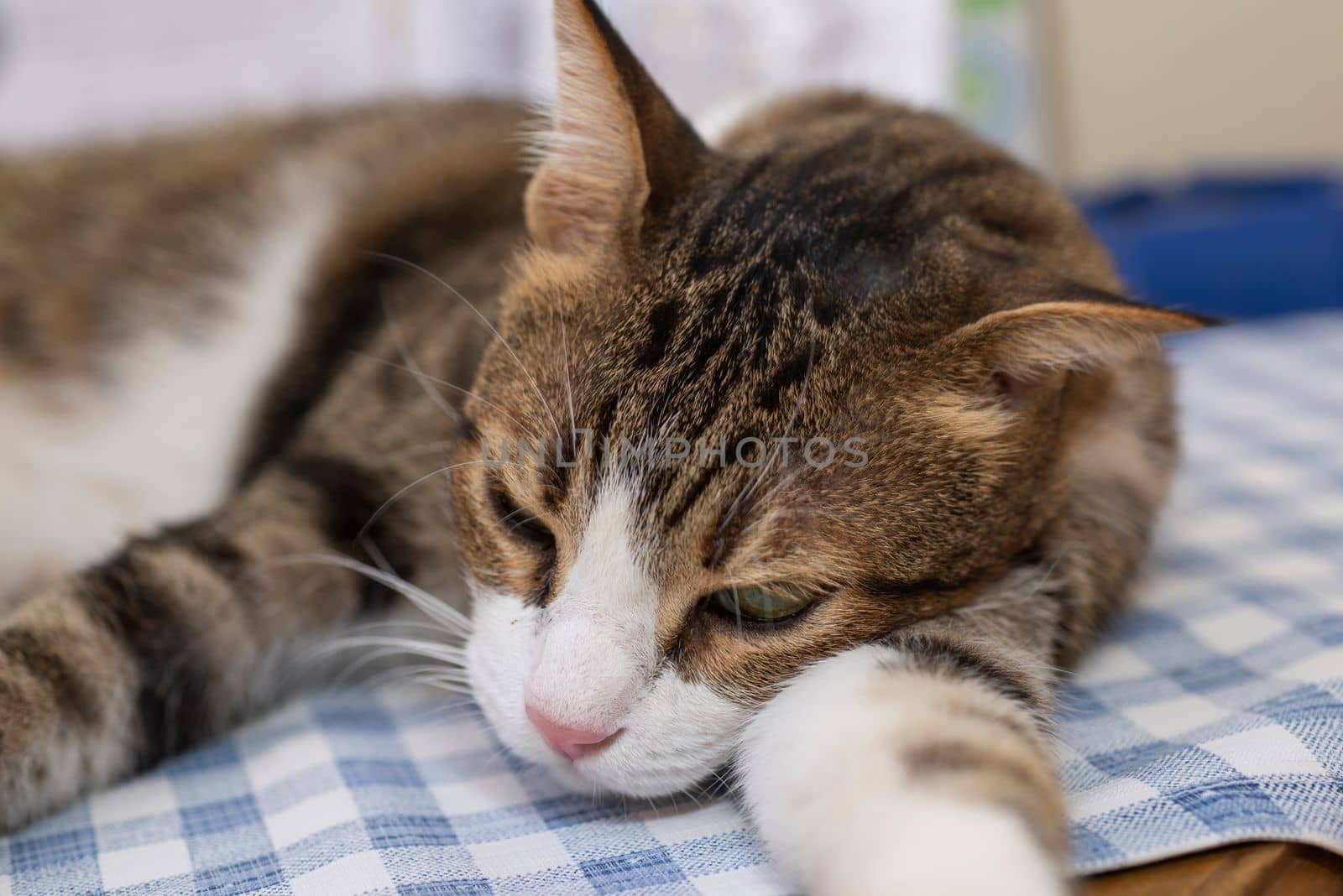 Closeup of cute domestic tabby house cat felis catus relaxing indoor at home lying on table half asleep