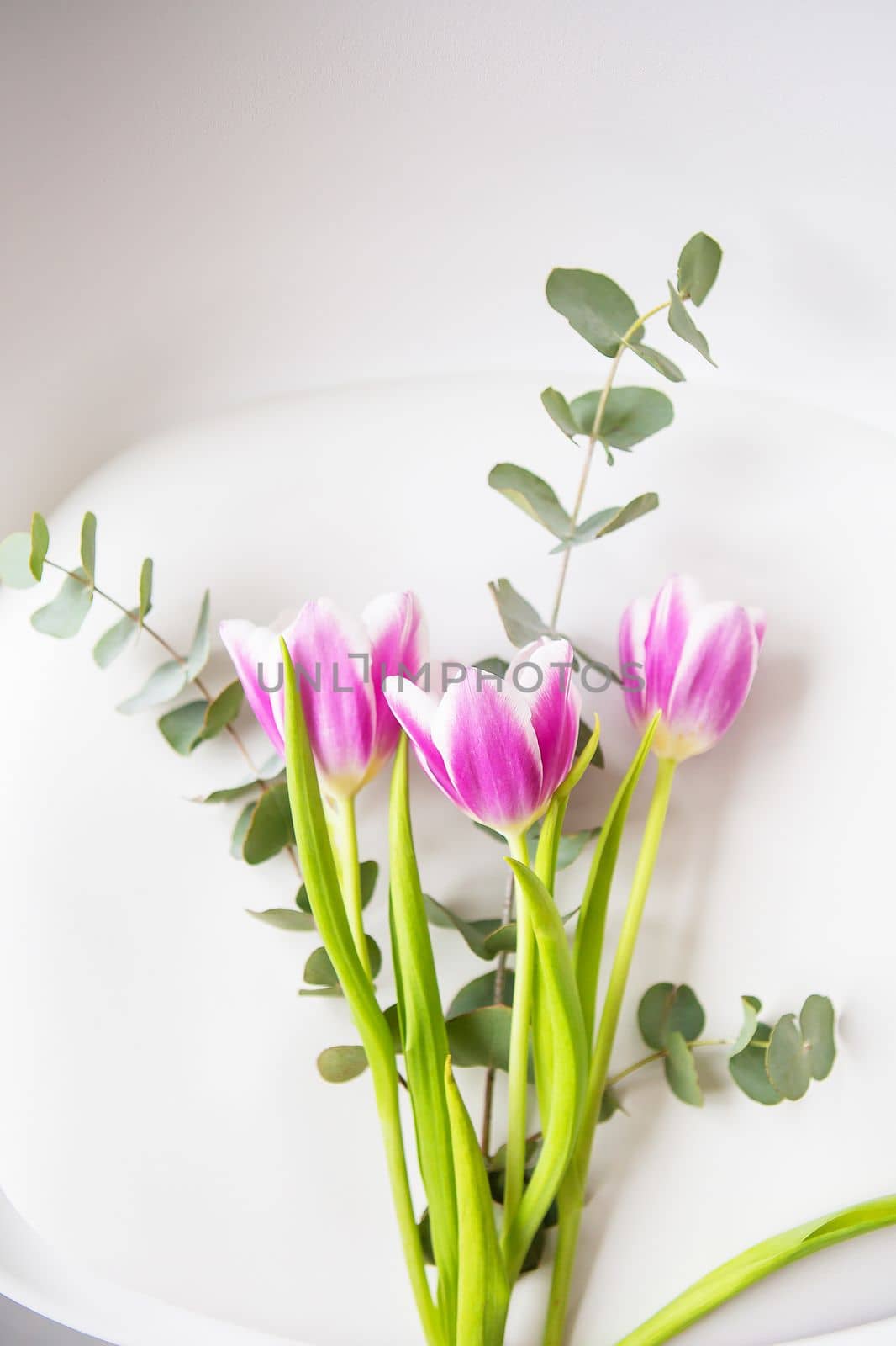 Beautiful purple tulip with eucalyptus on a white chair. Spring mood. by sfinks