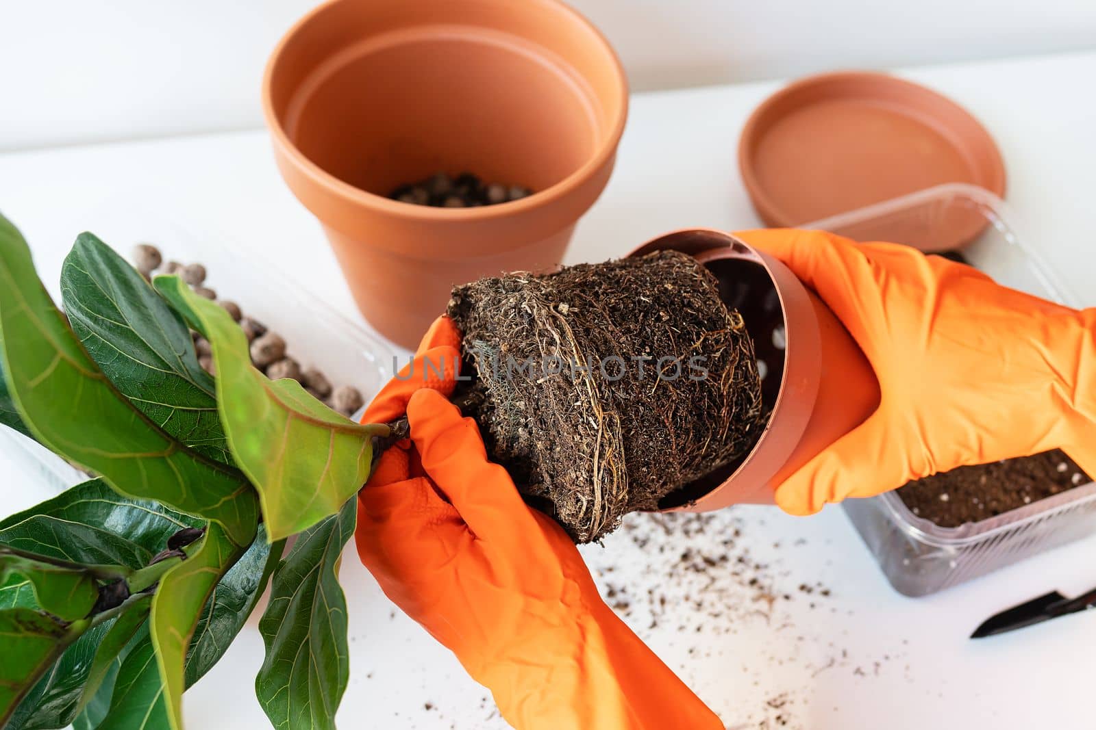 The process of transplanting a flowerpot-ficus lyrata. Hands holding a ficus transplant. Potted home plant ficus lyrata. Home gardening. Plants that are air purifiers