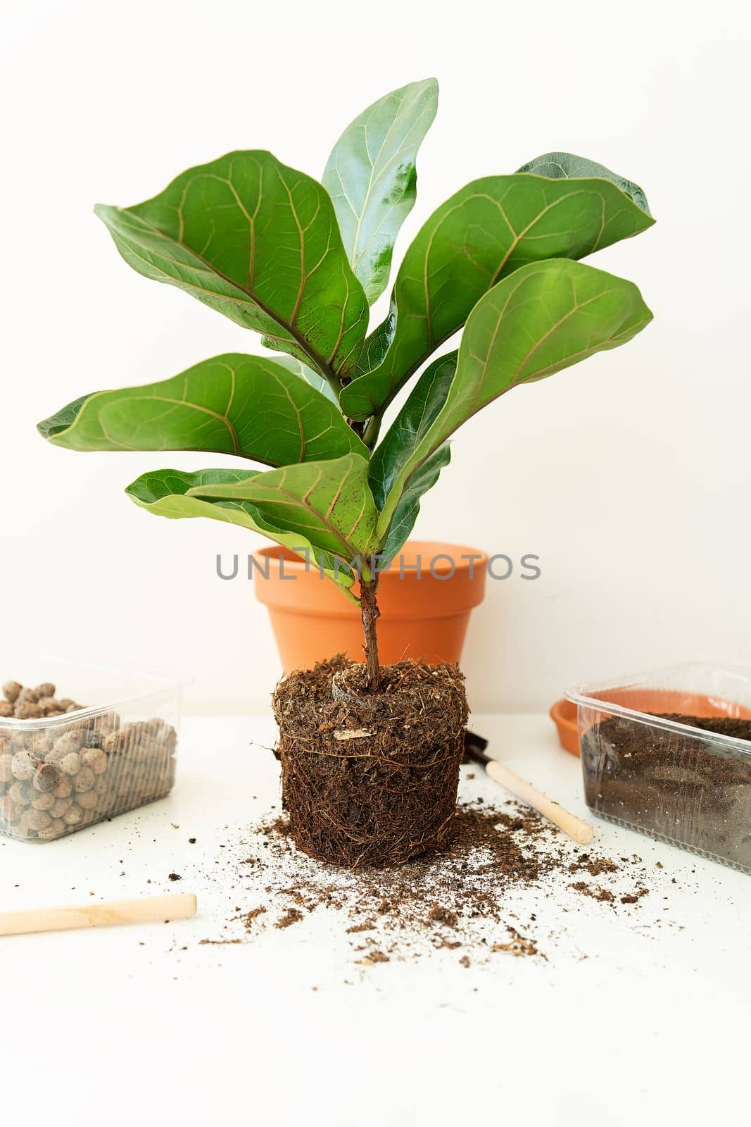 Accessories for transplanting a flowerpot-ficus lyrata. Potted home plant ficus lyrata. Home gardening. Plants that are air purifiers