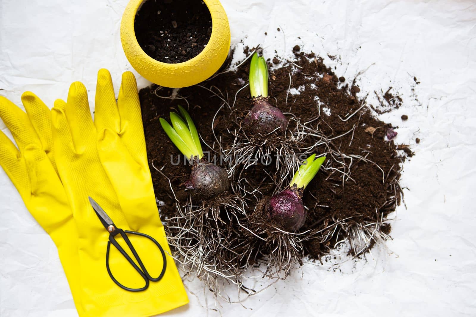 The hyacinth bulbs lie on the ground with scissors and gloves as they are transplanted into a pot