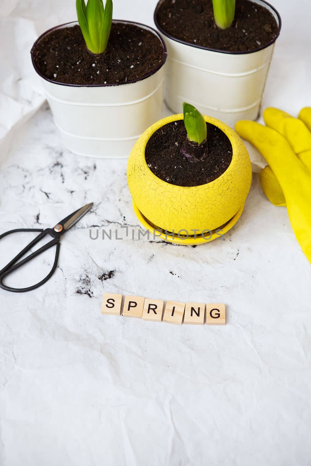 Transplanted hyacinth bulbs in new pots, against the background of gardening tools, yellow gloves. Spring lettering