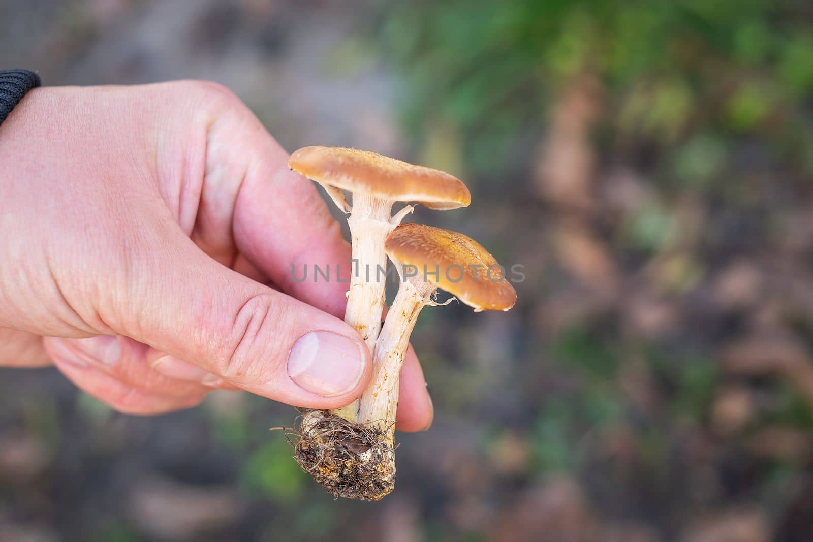 The guy is holding boletus mushrooms by the root. Autumn, time to collect mushrooms, a walk in the forest. by sfinks