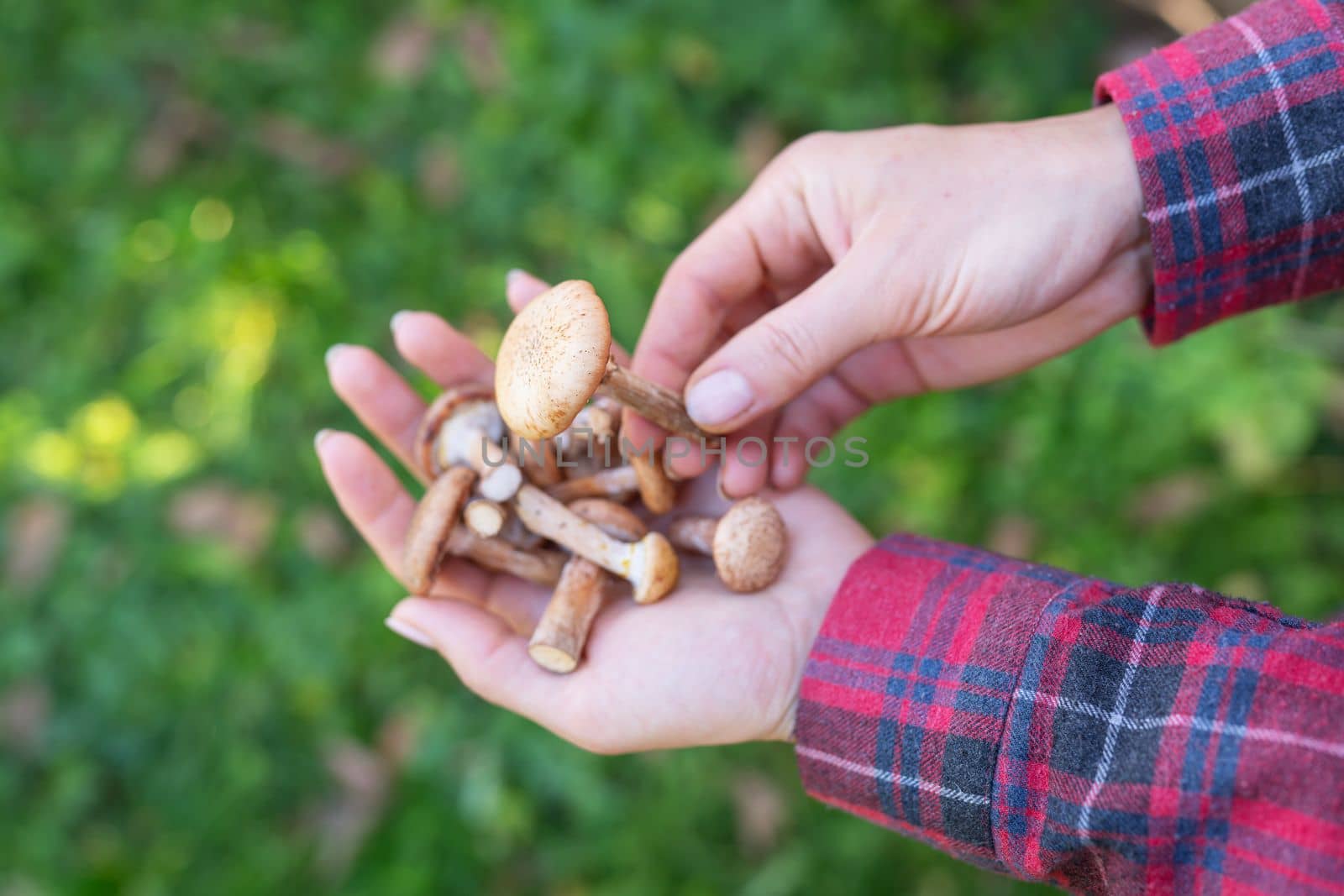 A girl in a checkered shirt holds boletus mushrooms in her hands. Autumn, time to collect mushrooms, a walk in the forest. by sfinks