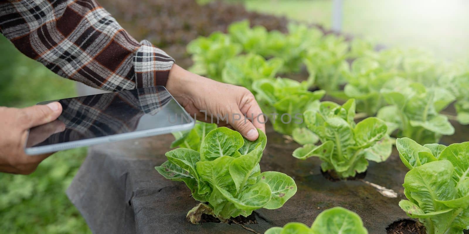 Farmer checking quality by tablet agriculture modern technology. Concept using modern technologies in agriculture. Man agronomist farmer with digital tablet computer...