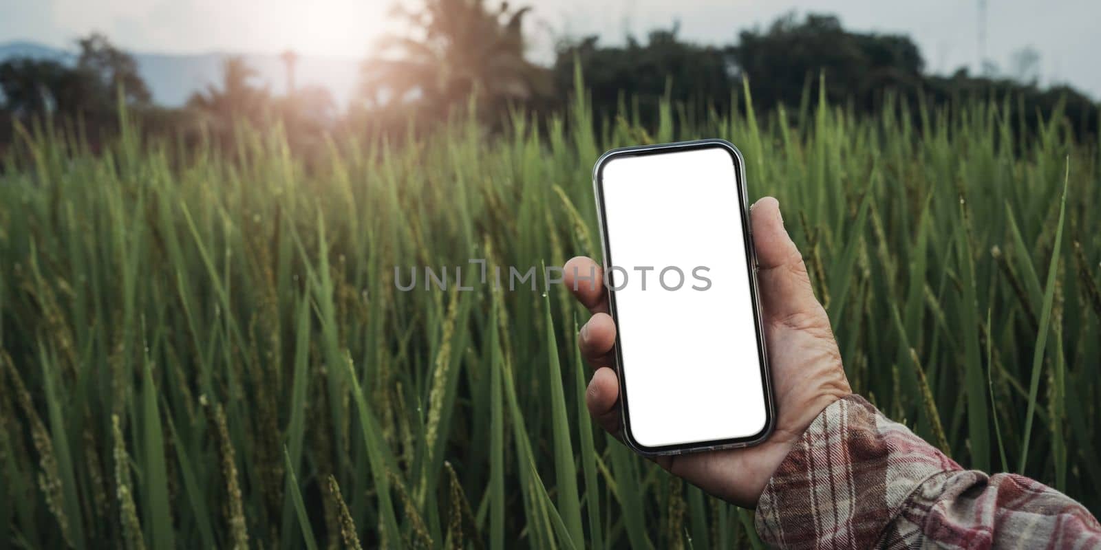woman using Smartphone in Agriculture farm. For Graphics Display Concept