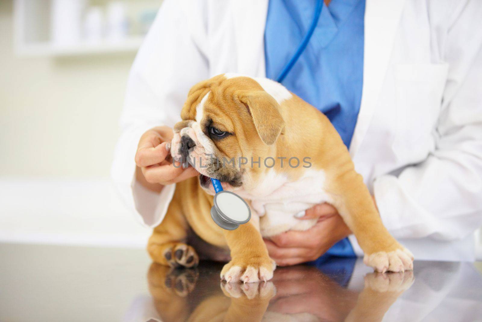 Play time at the clinic. a vet trying to listen to a playful bulldog puppys heartbeat. by YuriArcurs