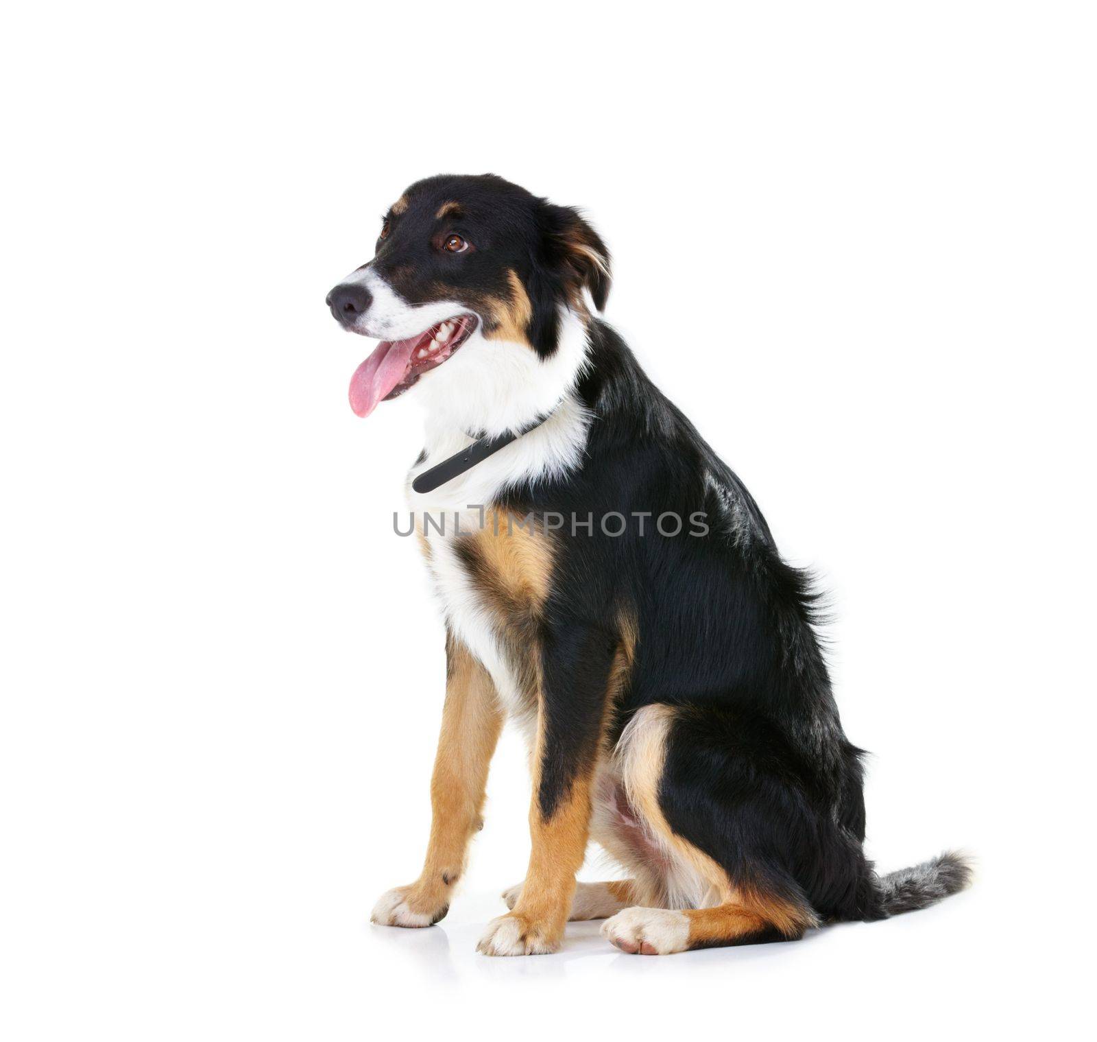 Border collie, pet and dog sitting on studio background, backdrop and mockup space. Dogs, loyalty and pets on white background waiting for attention, playing or training of cute friendly puppy animal by YuriArcurs