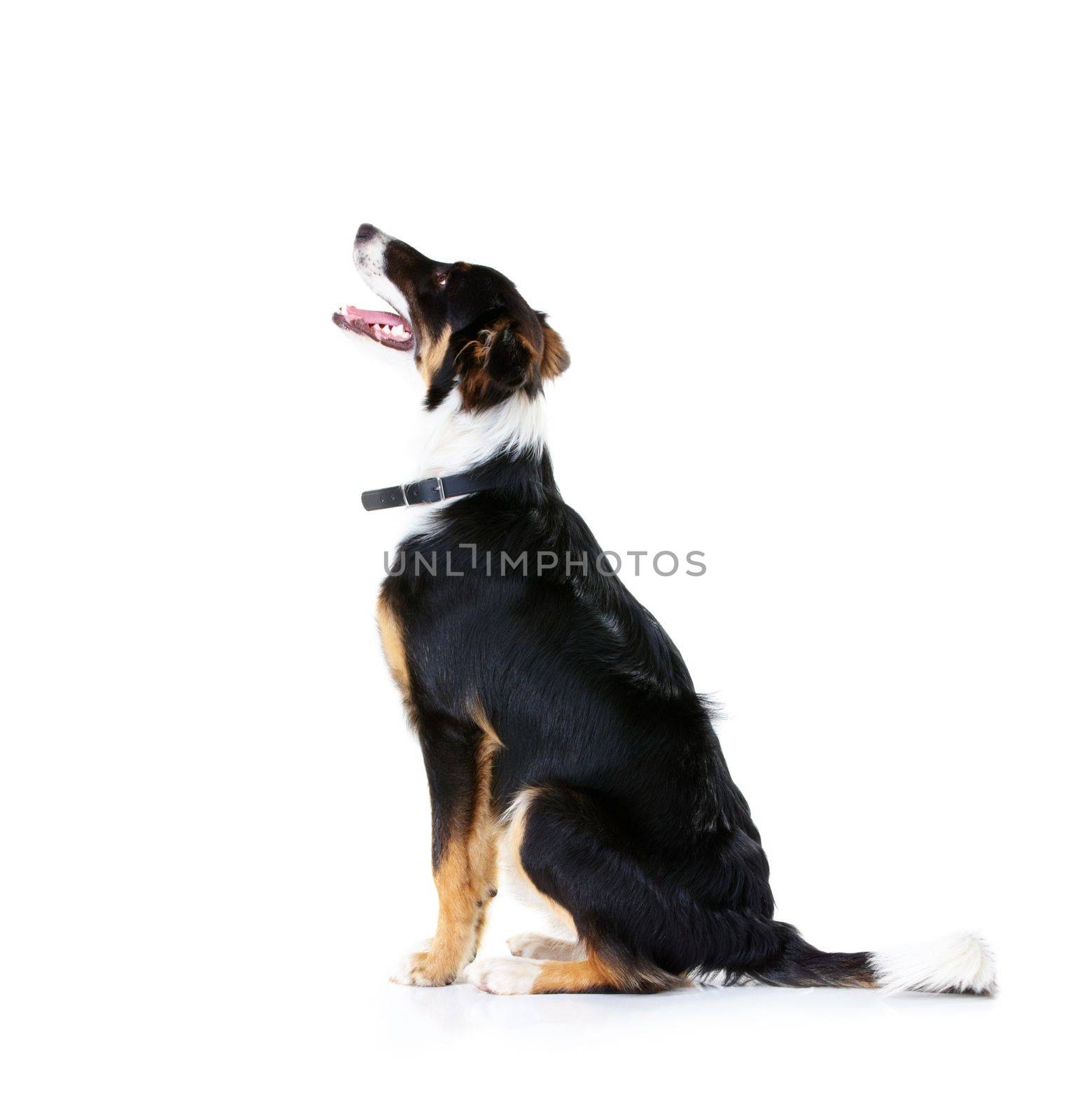 Border collie, pet and dog in studio, white background and mockup space. Dogs, loyalty and pets on studio background waiting for attention, playing and puppy training, curious animals and black fur by YuriArcurs