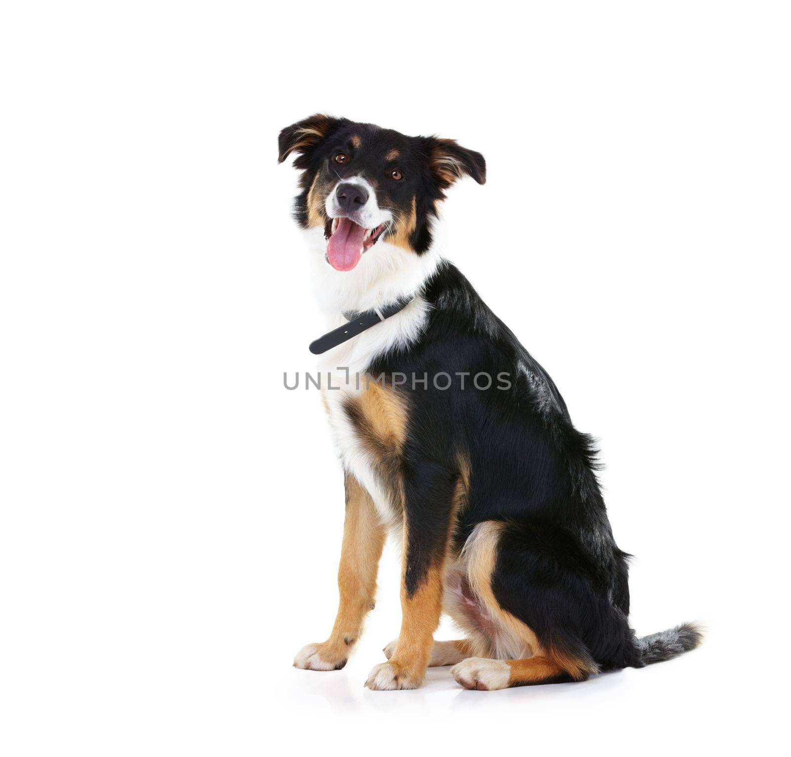 Border collie, pet and portrait of dog in studio, white background or mockup space. Happy dogs, loyalty and pets sitting on studio background for attention, playing or puppy training of smart animals.