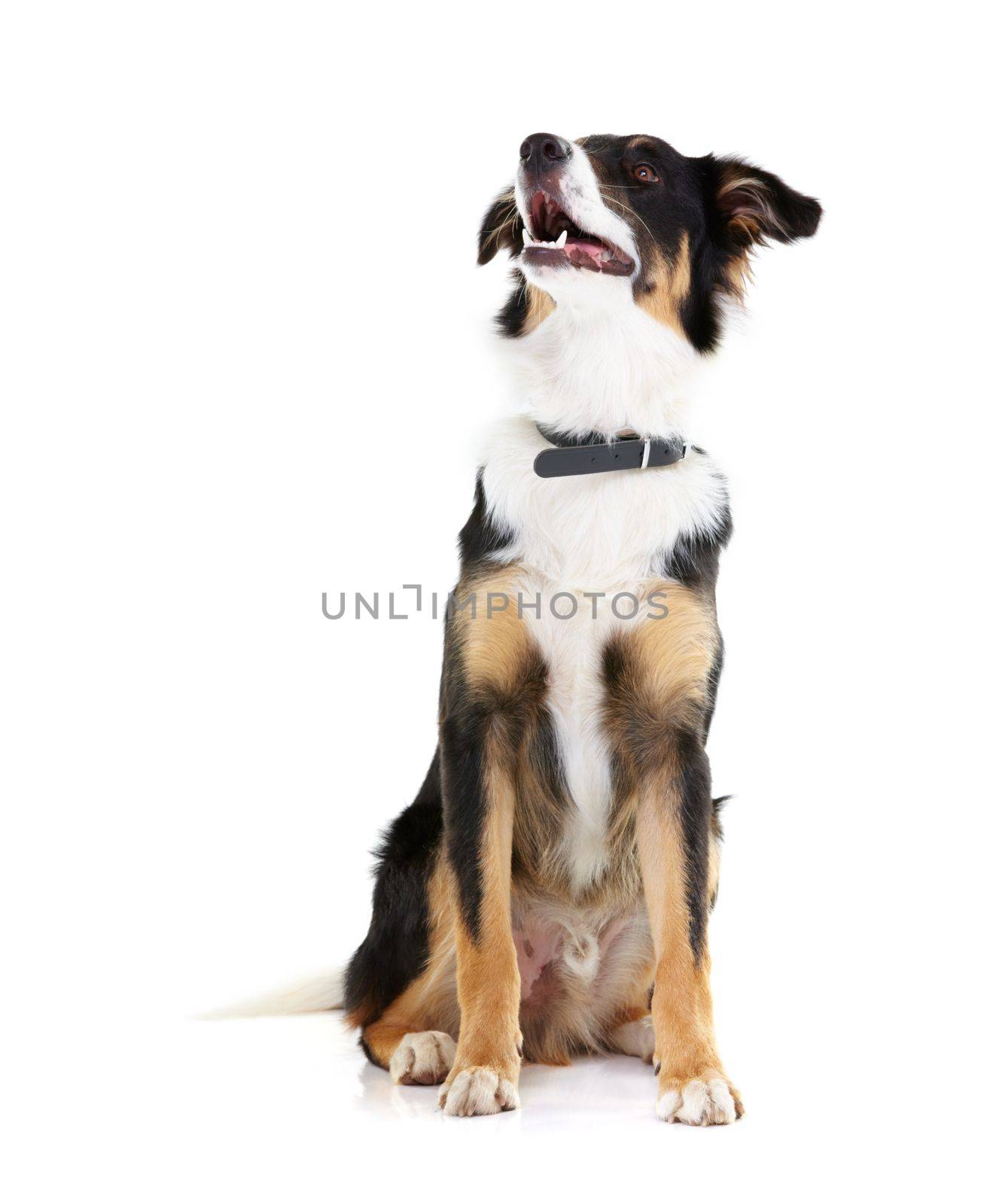 Border collie, pet and dog looking up in studio, white background and mockup space. Dogs, loyalty and pets on studio background waiting for attention, playing and training animals on mock up backdrop.