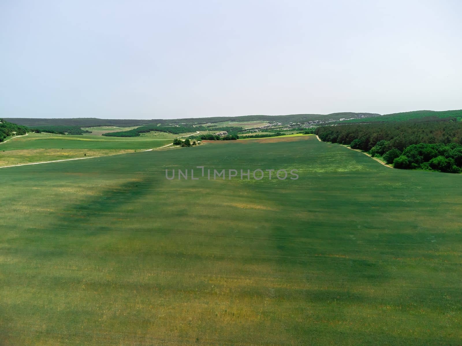 Green wheat field in countryside, close up. Field of wheat blowing in the wind at sunny spring day. Young and green Spikelets. Ears of barley crop in nature. Agronomy, industry and food production