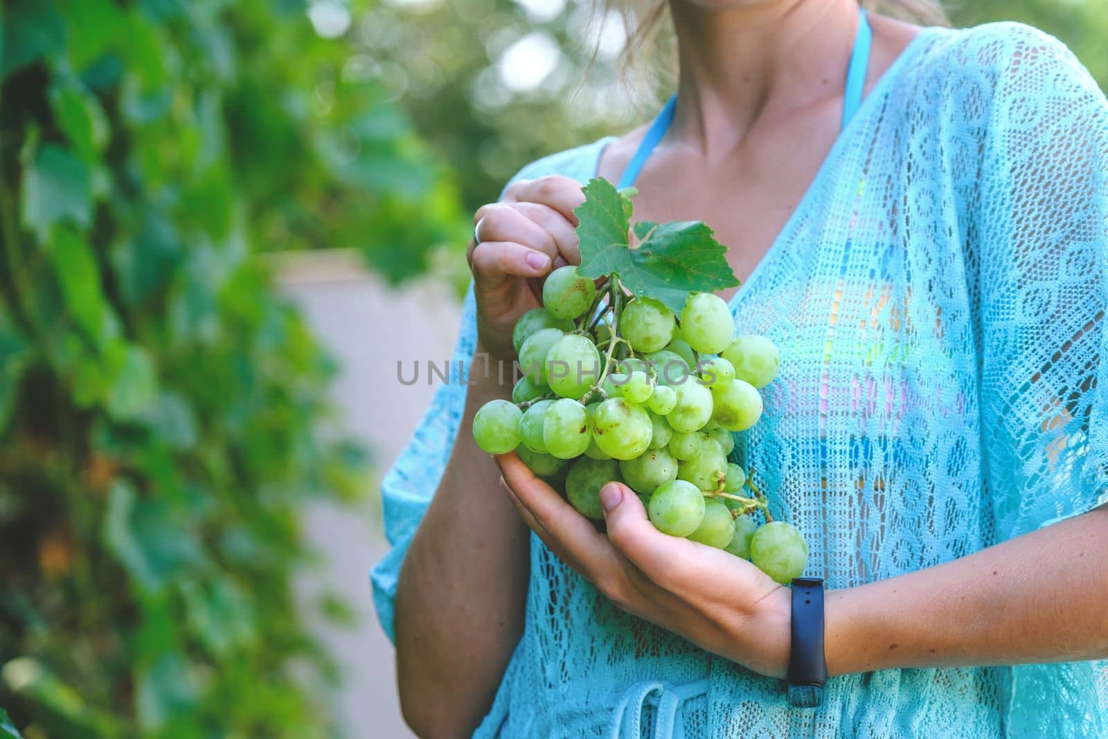 woman holding grapes. young woman bites off from grape bunches, against summer green background by igor010