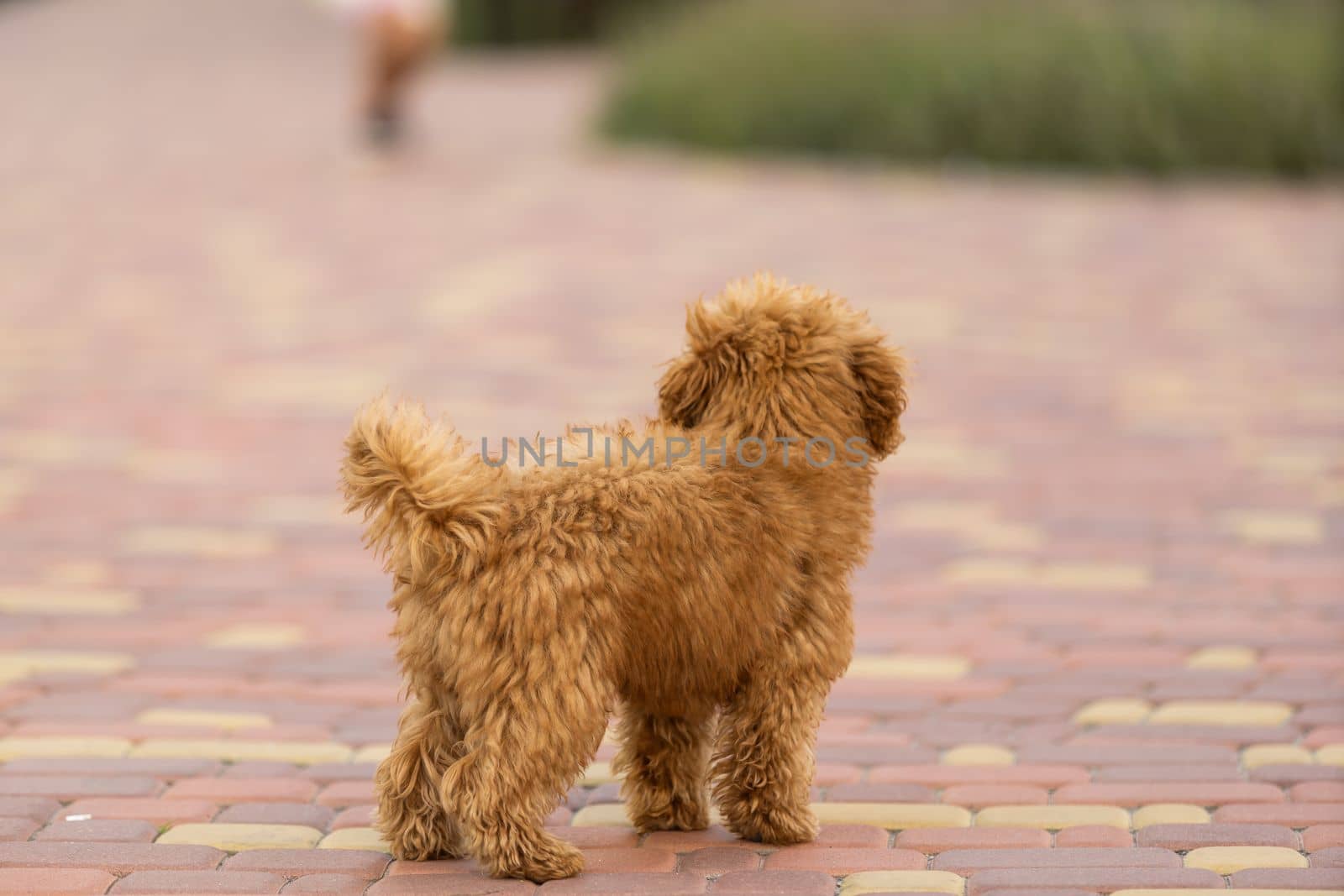 Adorable Maltese and Poodle mix Puppy or Maltipoo dog, running and jumping happily, in the park.