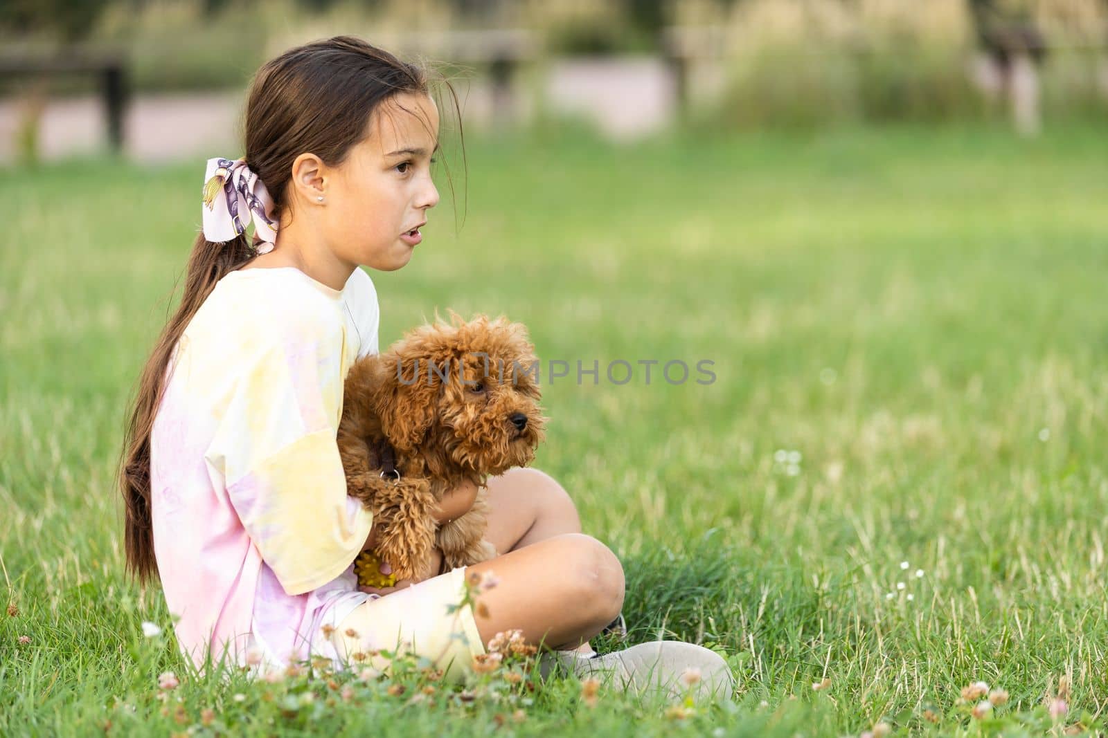 a little girl with Adorable Maltese and Poodle mix Puppy or Maltipoo dog.