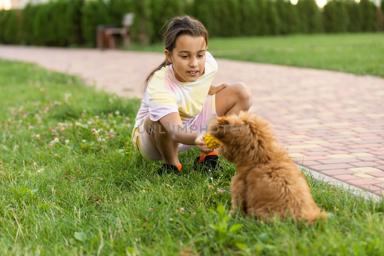 Little girl with a maltese puppy, outdoor summer