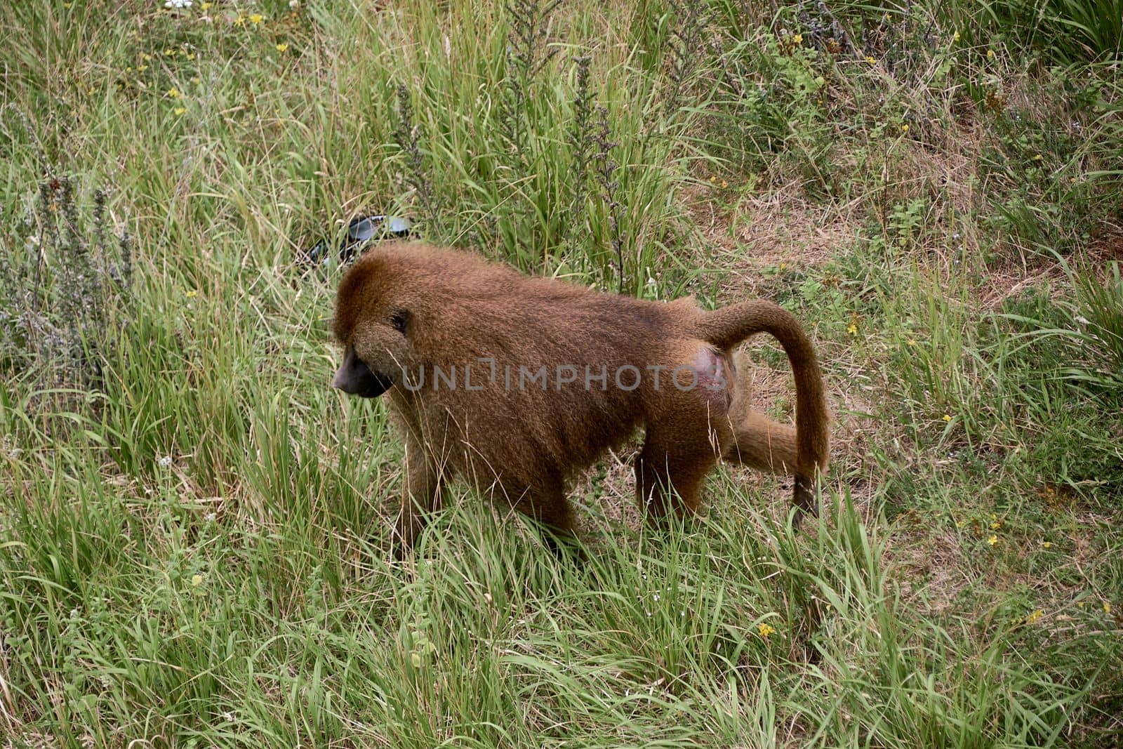 Guinean Papion Monkey walking on the grass. Ape, solitary, unmanned, green