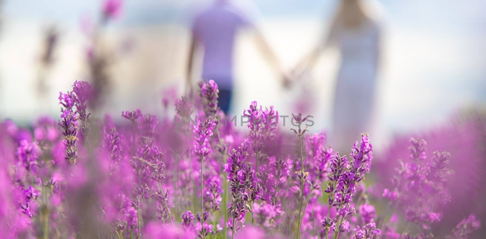 a man holds a girl by the hand in a field of lavender. Selective focus. Nature