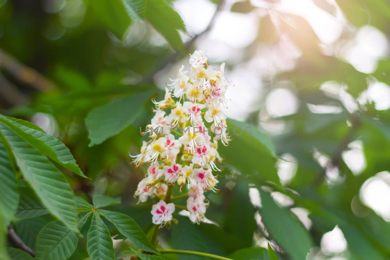 chestnut blossoms on a spring evening , beauty of nature