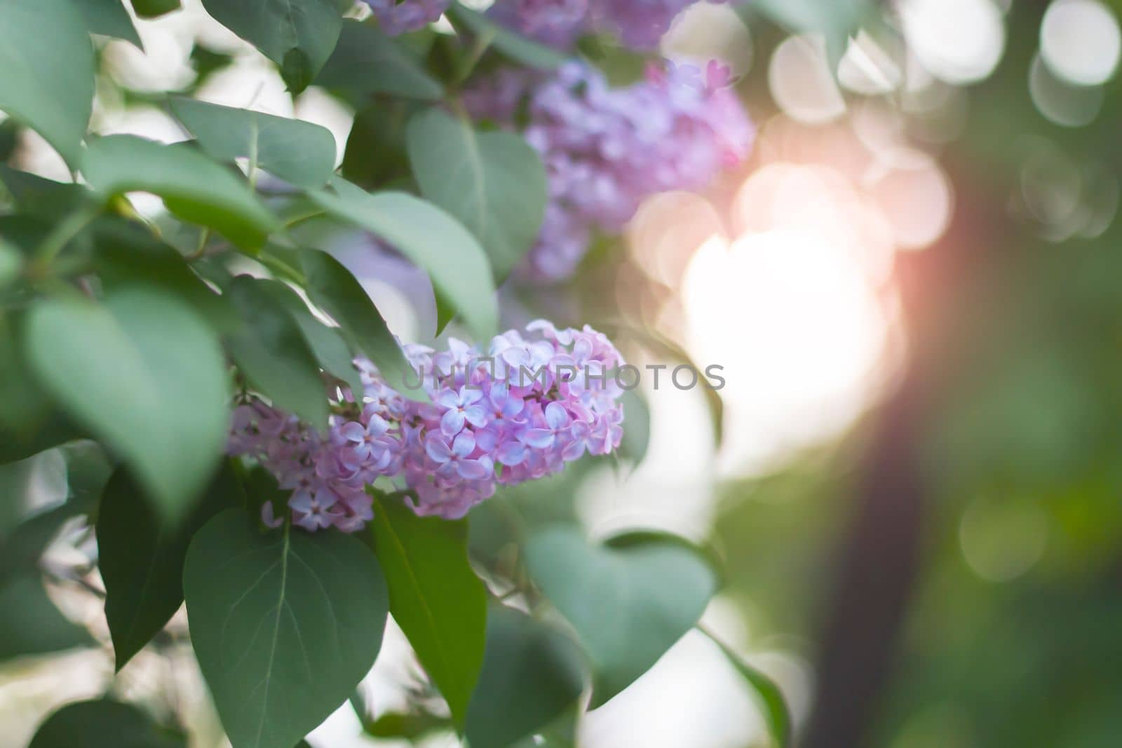 lilac blossoms on a spring evening , beauty of nature
