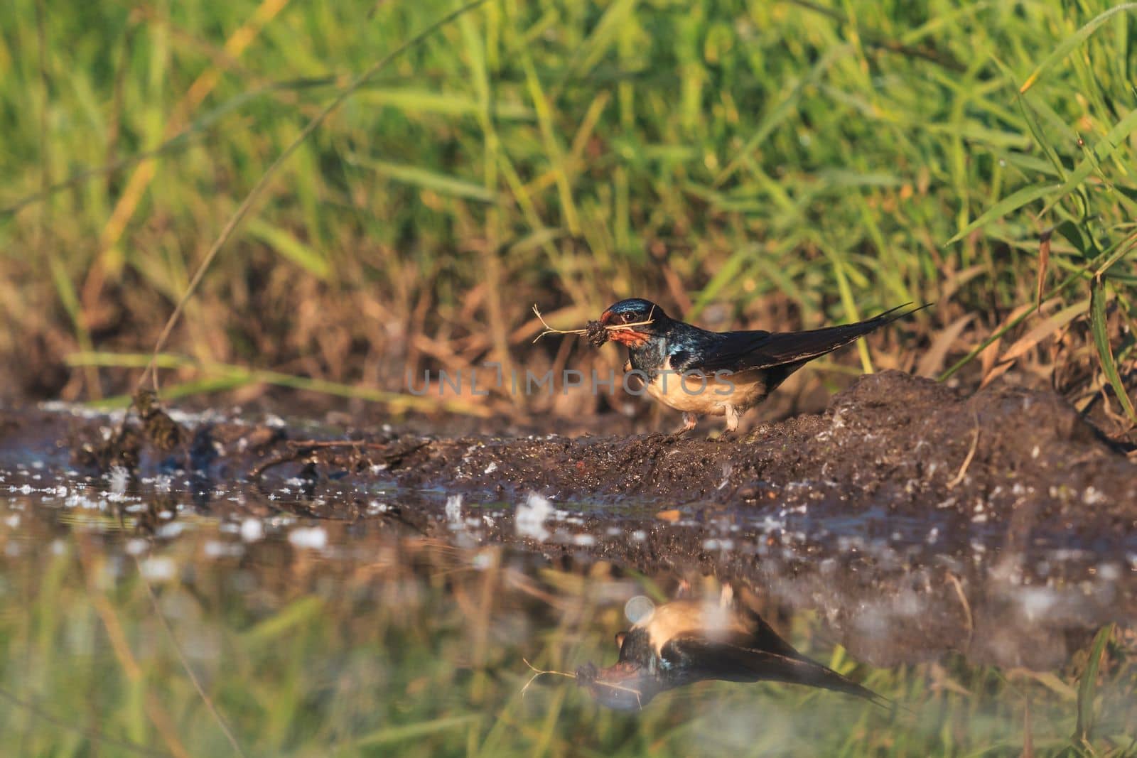 swallow gathers material for the nest , beauty of nature
